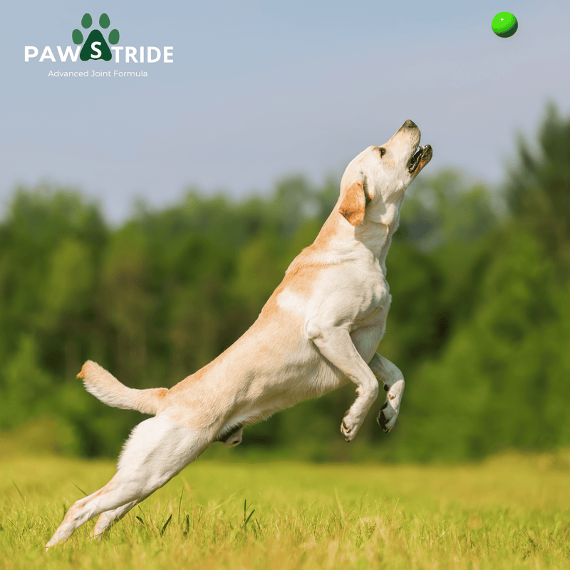 PawStride Glucosamine Hip Joint Chews